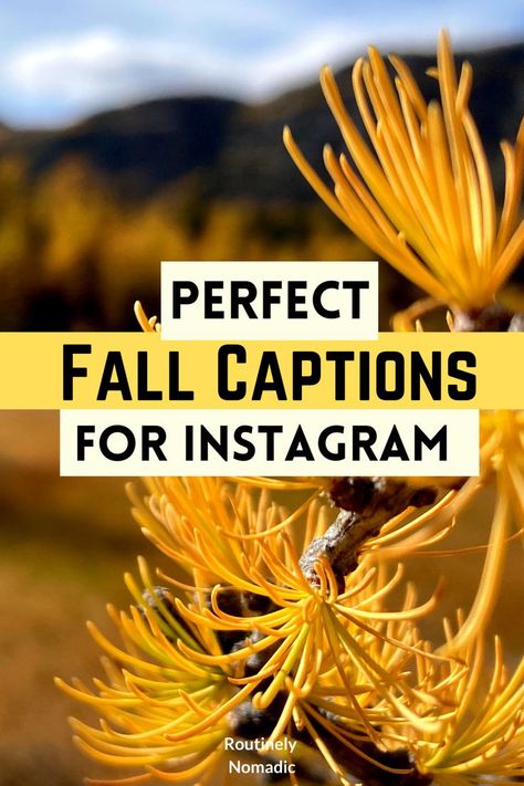 Closeup of a yellow larch tree needles with a mountain in the background the the words perfect fall caption for Instagram on top Fall Friends Quotes, Fall Quotes About Love, Fall Friend Quotes, Fall Quotes For Couples, Thanksgiving Couples Captions, Thanksgiving Couple Captions, Couples Fall Instagram Captions, Fall In Love Captions For Instagram, Fall Family Quotes