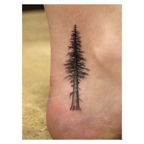 Vintage Tree Drawing, Giant Sequoia Tree Tattoo, Sequoia Tree Tattoo Simple, Sequoia Tattoo, Sequoia Tree Tattoo, Redwood Tree Tattoo, Redwood Tattoo, Herb Tattoo, Sequoia Sempervirens