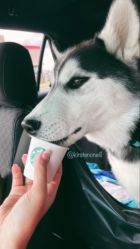 We love to ride around and get a pup cup from starbucks! #puppy #husky #pupcup #starbucks #vsco Pupcup Starbucks, Pup Cup, Puppy Husky, Husky Puppy, Husky, Puppies