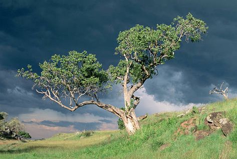 9,196 Fig Tree Photos and Premium High Res Pictures - Getty Images Laptop Backgrounds, Tree Photography, Fig Tree, Photo Tree, Beach Scenes, High Res, Tree Painting, Fig, Figure Painting