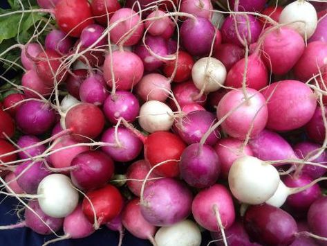 '' Growing Radishes, Full Sun Annuals, Radish Greens, Vegetable Garden Planner, Watermelon Seeds, Future Garden, Seed Catalogs, Spring Projects, Delicious Vegetables