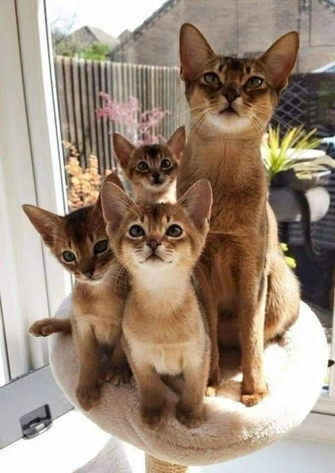 Image Chat, Abyssinian Cats, Abyssinian, Cute Cat Gif, Cute Cats And Kittens, Cute Kittens, Cat Tree, Cat Care, Cats Meow