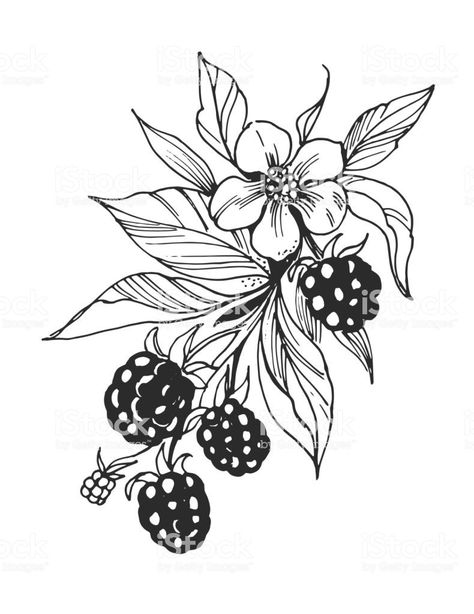 Blackberry Drawing Illustrations, Blackberry Plant Drawing, Blackberry Branch Drawing, Berry Tattoo Black And White, Berries And Flowers Tattoo, Blackberry Tattoo Design, Blackberry Plant Tattoo, Berry Tattoo Design, Huckleberry Drawing