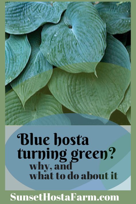 The blue hostas are always very popular and there are several shades of blue leafed hostas. Blue hostas leaves will become bluer and bluer each year as they move to maturity, usually about four to five years.  Learn about the sun's effect on blue hosta leaves.  Hosta love fresh from the farm.  SunsetHostaFarm.com. Blue Hosta, Shade Garden Design, Hosta Gardens, Shade Perennials, Backyard Farming, Gardening Advice, Seasonal Garden, Flowers Perennials, Growing Food