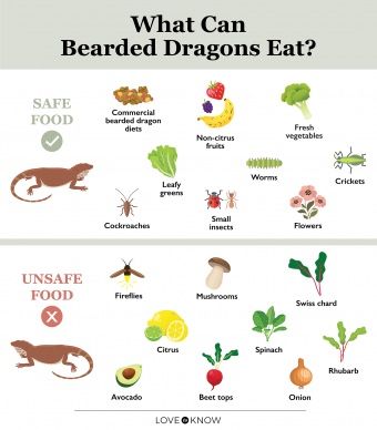 Bearded Dragon Food List, Diy Bearded Dragon Enclosure, Bearded Dragon Terrarium Ideas, Bearded Dragon Diy, Dragon Terrarium, Dragon Food, Baby Beard, Bearded Dragon Food, Bearded Dragon Enclosure