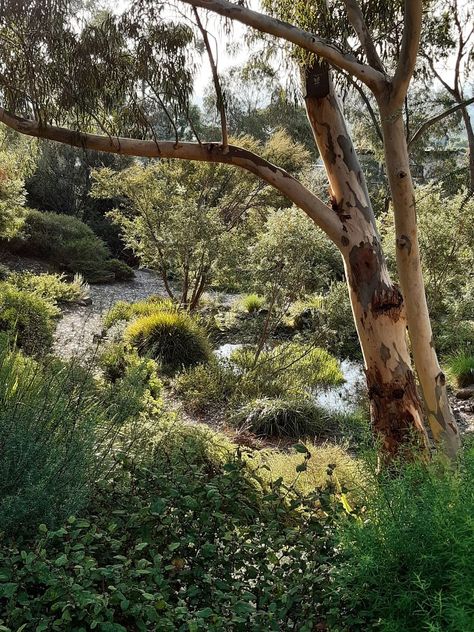 Looking from the inside - Australian Native Plants Society (Australia) Native Australian Front Garden, Australian Native Garden Plants, Windows Drawing, Soul Bond, Australian Garden Design, Naturalistic Garden, Bush Garden, Native Gardens, Australian Natives