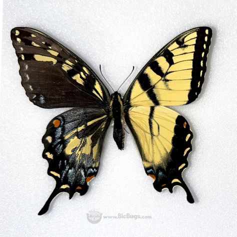 😲 Check out this super rare Papilio glaucus mosaic gynandromorph! What you see here is a butterfly specimen that displays both male (right side) and female (left side) characteristics. 🦋 Over 2,500 species of butterflies, moths, beetles, and more! 🦗 Free shipping & wholesale discounts 🪲 Shop now at www.BicBugs.com 🔗 Species shown here: https://bicbugs.com/?s=glaucus #rare #butterfly #science #entomology #naturalhistory #oddities #bugs #bicbugs Gynandromorph Moth, Gynandromorph Butterfly, Rare Butterflies, Rare Butterfly, Butterfly Shapes, Butterfly Science, Butterfly Species, Art Details, Swallowtail Butterfly