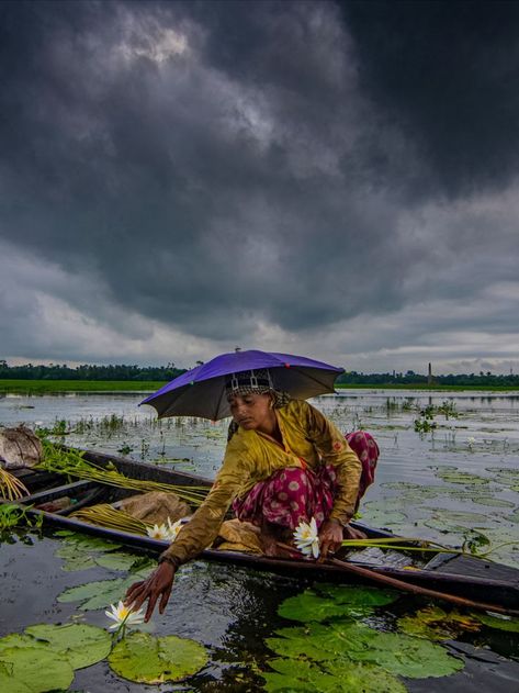 The woman collects them in order to sell them at the market to other people #life #lifestyle #lifestyleblogger #blogger #photo #landscape #landscapephotography #lake #westbengal #india #traveling #story #stories Photo Landscape, White Lilies, West Bengal, Water Flowers, Lifestyle Blogger, Other People, The White, Landscape Photography, To Sell