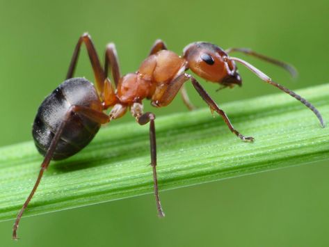 Ant Symbolism, Dreams, and Messages | Spirit Animal Totems Tiny Ants, Ant Repellent, Ant Problem, Ant Infestation, Ant Control, Spirit Animal Totem, Rid Of Ants, Carpenter Ant, Get Rid Of Ants