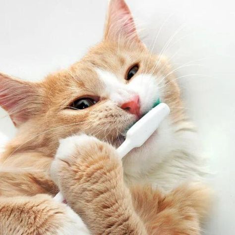 cat dental care, cat teeth cleaning near me Cat Brushing Teeth, Pet Dental Health Month, Pet Dental Care, Good Morning Cat, Sick Cat, Morning Cat, Oral Care Routine, Chinchillas, Cat Health