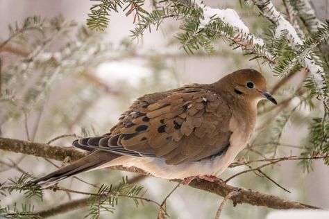 Some Information and a Few Interesting Facts About the Mourning Dove Dove Symbolism, Brown Dove, White Plains New York, Commission Ideas, Bird Sounds, Dove Images, Dark Materials, Conifer Trees, Dove Bird