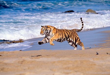 Animal Dictionary, Tiger Running, Running Art, Leopard Painting, Beach Shore, Tiger Pictures, Wild Tiger, Pet Tiger, Bengal Tiger