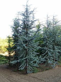 Weeping Blue Atlas Cedar, Cedar Of Lebanon, Blue Atlas Cedar, Cedrus Atlantica, Evergreen Landscape, Atlas Cedar, Water Wise Plants, Front Flower Beds, North Garden