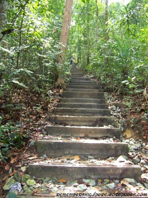 Bukit Timah Nature Reserve. Bukit Timah means 'Tin Hill' in Malay, but it has nothing to do with tin. Bukit Timah, Hollywood Florida, Video Production, Food Tours, Staircases, Nature Reserve, South Florida, Garden Bridge, Digital Marketing Agency