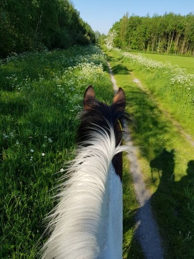 Trail riding across a grassy field Horse Land, Horse Field, Trail Horse, Horse Trails, Horse Riding Trails, Horse Riding In The Woods, Horses In A Field, Horse Trail Ride, Forest Horse Riding