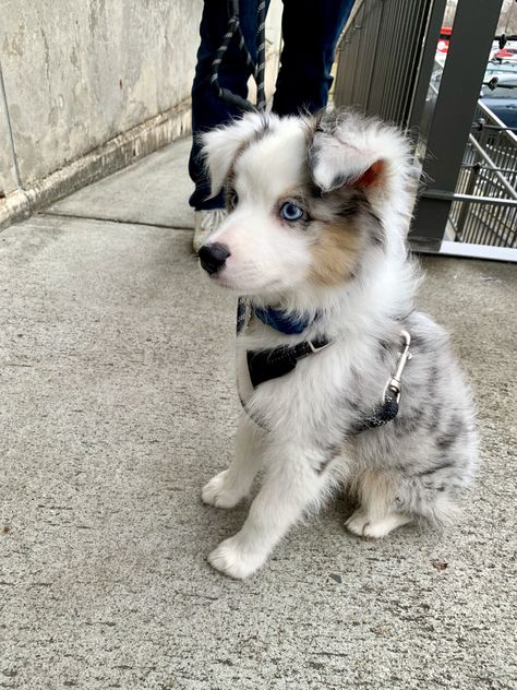 Cute Dogs That Stay Small Forever, New Found Land Dog, Aussie Shepherd Puppy, Mini Aussie Puppy, Fluffy Dog Breeds, Cute Dogs Images, Aussie Puppies, Australian Shepherd Puppies