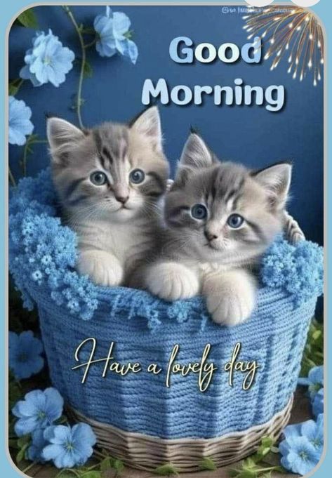 Good Morning Cats So Cute, Good Morning Cats, English Sayings, Good Morning Cat, Morning Cat, Morning Gif, Morning Blessings, Verses Quotes, Good Morning Gif