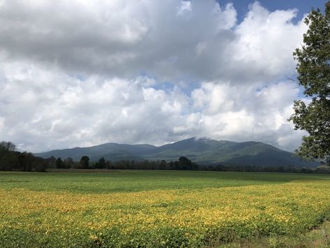 Visit the gorgeous Shenandoah National Park and find out why it is one of the best parks on the East Coast. Visit in the fall and see the stunning hues light up the mountains or go in the spring to see the wildflowers. Get a comprehensive guide on what to see and what to do in Shenandoah and the valley beyond! Hue Lights, Shenandoah Valley, Shenandoah National Park, Gilded Age, The Valley, The East, East Coast, The Mountain, The Fall