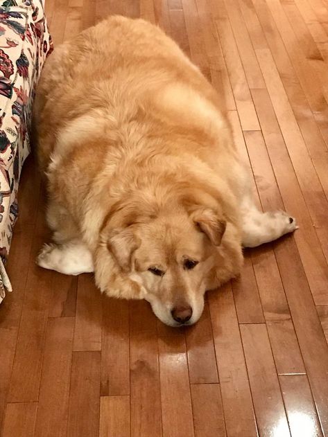 Heartless Owner Demands Overweight Retriever Be Put Down, Vet Finds Him A New Loving Home | Bored Panda Chubby Animals, Cute Fat Cats, Fat Animals, Golden Retriever Owner, Perros Golden Retriever, Fat Dog, Fat Dogs, Huge Dogs, Labrador Retriever Puppies