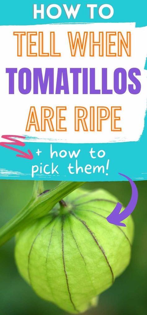 Canning Tomatillos Whole, When To Harvest Tomatillos, Tomatillo Preserving, Canning Recipes For Tomatillos, Uses For Tomatillos, How To Can Tomatillos, Things To Make With Tomatillos, Recipes That Use Tomatillos, When To Pick Tomatillos