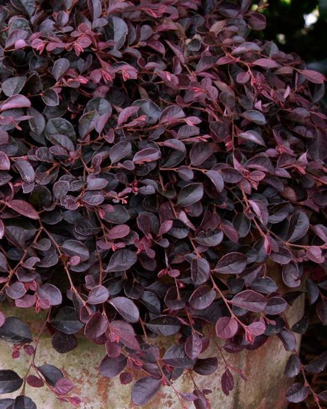 Loropetalum 'Purple Pixie' dwarf size and weeping habit. It grows only 1 to 2 feet tall by 4 to 5 feet wide. Showy pink flowers combined with rich purple foliage.  Exposure full sun to part shade. Moderate to fast growth. Weeping Loropetalum, Purple Shrubs, Purple Pixie Loropetalum, Southern Living Plant Collection, Purple Foliage, Southern Living Plants, Purple Pixie, Fuchsia Flowers, Garden Shrubs