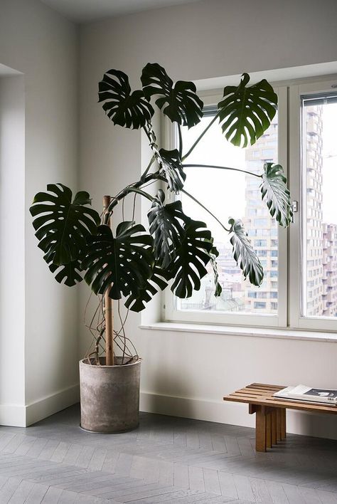 Plant Decor Indoor, Interior Plants, Plant Aesthetic, House Plants Decor, Monstera Plant, Vintage Sofa, House Plants Indoor, Foliage Plants, Plant Collection