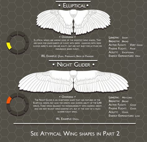 Wing Types, Wing Anatomy, Types Of Wings, Winged People, Bird People, Wings Drawing, Wings Art, Reference Sheet, Bird Drawings