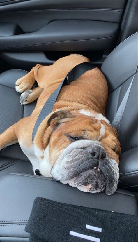 Bulldog Aesthetic, Aussie Bulldog, Roscoe Hamilton, American Bully Dog, Cute Bulldog Puppies, School Trips, Bulldog Pics, Bulldog Funny, Cute Bulldogs