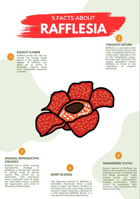 5 facts about Rafflesia Rafflesia Drawing, Bunga Rafflesia, Rafflesia Flower, English Worksheet, Semester 2, Carnivorous Plants, Year 2, Anne Of Green Gables, Green Gables