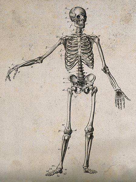 Skeleton Arm, Arm Bones, Arm Drawing, Skeleton Drawings, Skeleton Illustration, Dog Skeleton, Wellcome Collection, Human Bones, Human Skeleton