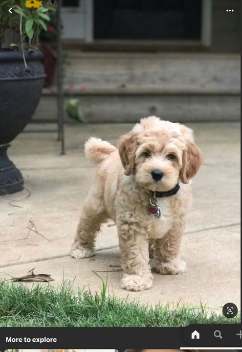 Poochon Dog, Maltipoo Dog, Cute Small Dogs, Daisy Duke, Teddy Bear Dog, Puppies Cute, Very Cute Puppies, Dog Haircuts, Cockapoo Puppies