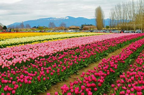 Tulip garden, Kashmir Tulip Garden Kashmir, Tulip Festival Washington, Tulips Festival, Skagit Valley Tulip Festival, Nature Places, Uiux Design, Tulip Garden, Skagit Valley, Painting Reference