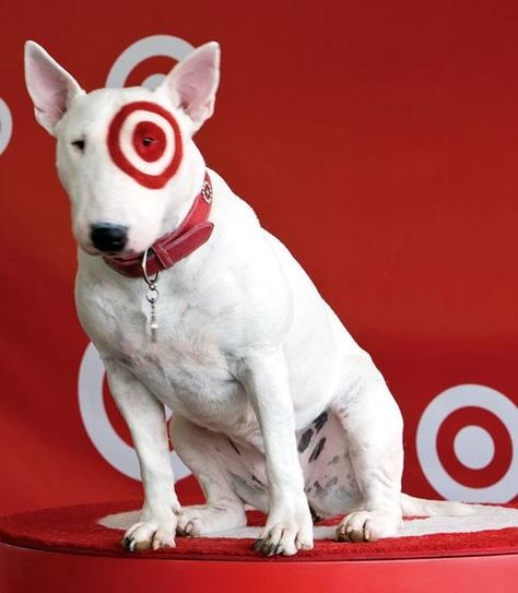 "Bullseye" for Target is an English Bull Terrier. Www.rackcitymt.com supports #no2bsl Bullseye Target Dog, Target Dog, Bullseye Target, Book Festival, Book Bags, Favorite Authors, Bull Terrier, Book Lovers, Target