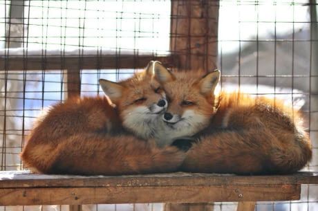 "Could you please take a photo of us, thanks!" Two Foxes, Red Foxes, Fox Images, Fox Pictures, Pet Fox, Take A Photo, Pretty Animals, Arctic Fox, Fox Art