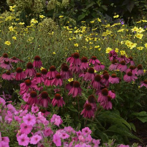 Echinacea purpurea 'PowWow Wild Berry' | Walters Gardens, Inc. Anise Hyssop, High Country Gardens, Purple Coneflower, Bees And Butterflies, Magenta Flowers, Short Plants, Flower Colors, Echinacea Purpurea, Border Plants