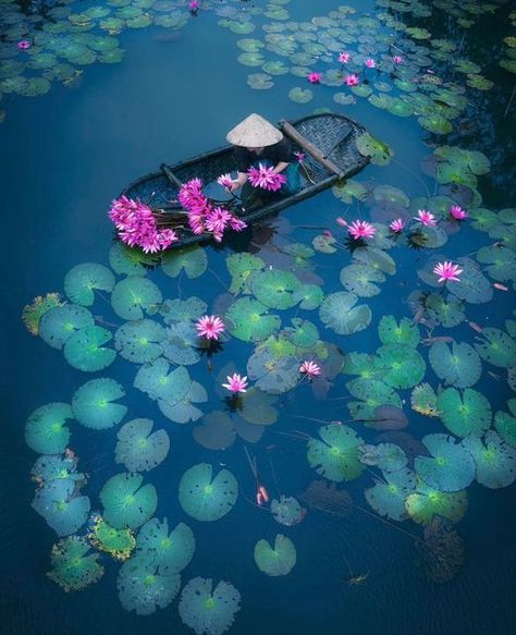 Purple Water, Lotus Painting, Canvas Art Decor, Scenic Photos, Canvas Photo Prints, Fine Art Photo, Environmental Art, Water Lily, Water Lilies