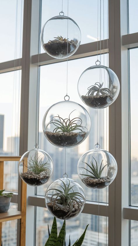 Add elegance to your space with hanging glass terrariums. Perfect for air plants and succulents! Click to learn how. #glassgarden #terrariums Hanging Glass Globes Plants, Air Plant Terrarium Ideas, Hanging Air Plants Diy, Hanging Terrarium Ideas, Airplant Terrarium, Diy Terrariums, Air Plants Diy, Above Kitchen Sink, Plant Products