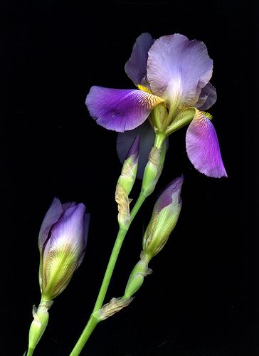 Iris Plant, Iris Photography, Iris Painting, Flower Mural, Purple Iris, Floral Photography, Iris Flowers, Sugar Flowers, Irises