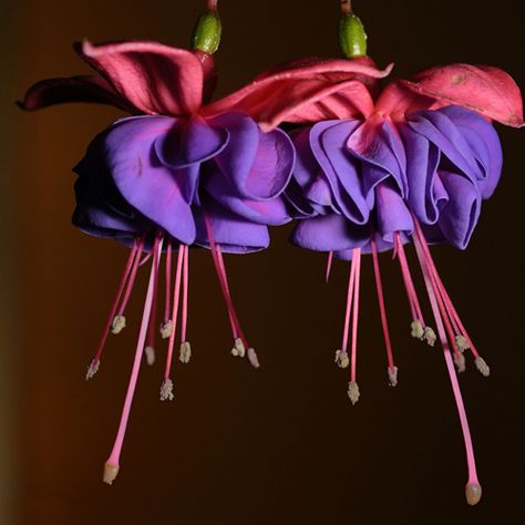 Hardy fuchsia ‘Exoniensis’ | Log House Plants Fuchsia Flower, Fuchsia Flowers, Naturally Beautiful, Exotic Flowers, Red Flower, Flower Beauty, Beautiful Blooms, Flower Seeds, Ikebana