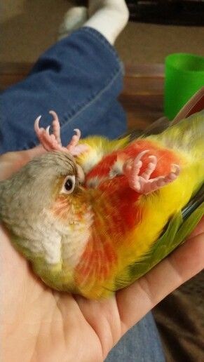 Phoenix the Pineapple Green Cheek Conure, on her back preening! Pineapple Green Cheek Conure, Conure Aesthetic, Moon Cheek Conure, Green Cheek Conure Cage Setup, Conure Cage, Pineapple Conure, Green Cheeked Conure, Conure Bird, Green Cheek Conure