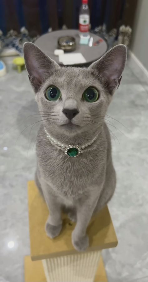 Rich Cat, Blue Cat, Grey Tuxedo Cat, Blue Russian Cat, Russian Blue Cat Kittens, Russian Topaz Cat, Russian Blue Cat Personality, Russian Blue Cat With Blue Eyes, Russian Blue Cat Green Eyes