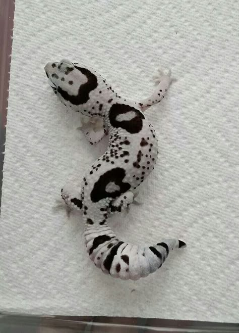 Whiteout Oreo African Fat-Tailed Gecko Spotted Gecko, Leopard Gecko Cute, Leopard Gecko Habitat, Gecko Habitat, Cute Gecko, Cute Lizard, Creature Fantasy, Cute Reptiles, Leopard Gecko