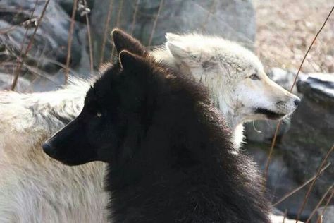 Black & White Wolves Photography, Wolf Husky, Trening Sztuk Walki, Photography Animals, Wolf Images, Wolf Love, Paint Night, Beautiful Wolves, Wolf Spirit