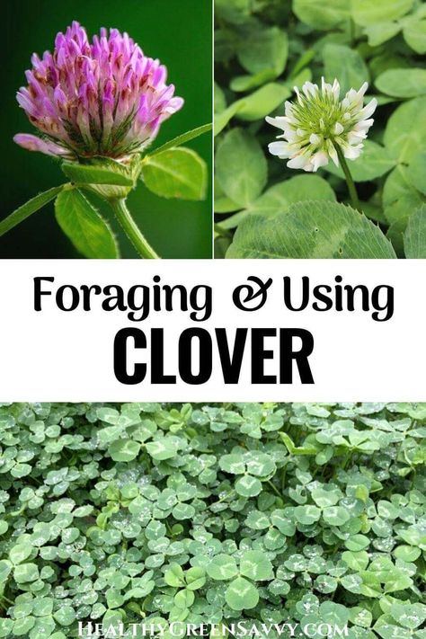 Foraging In Texas, Foraging In Indiana, Foraging Medicinal Plants, Pennsylvania Foraging, Oklahoma Foraging, Fleabane Medicinal Uses, Missouri Foraging, Clover Recipes, Forage Recipes