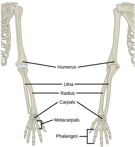 Upper Limbs Labeled Appendicular Skeleton, Upper Limb Anatomy, Pelvic Girdle, Human Biology, Arm Bones, Nasa Images, Skeletal System, Lower Limb, Bone Jewelry