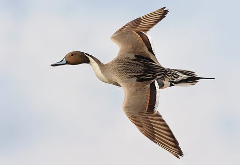 Duck Anatomy, Flying Poses, Pintail Duck Painting, Duck Portrait, Pintail Duck, Mallard Duck Photography, Redhead Duck, Duck Mount, Hunting Photography