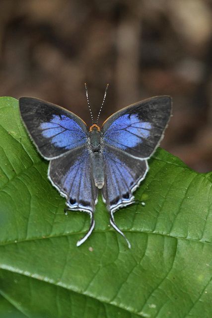 Azure Hairstreak (Hemiolaus caeculus) is a butterfly of the Lycaenidae family. It is found in southern Africa. Bird Flying Tattoo, Blue Bird Flying, British Butterflies, Hummingbird Colors, Hummingbird Wings, Wing Butterfly, Flying Bird Tattoo, Tattoo Bird, Flying Tattoo