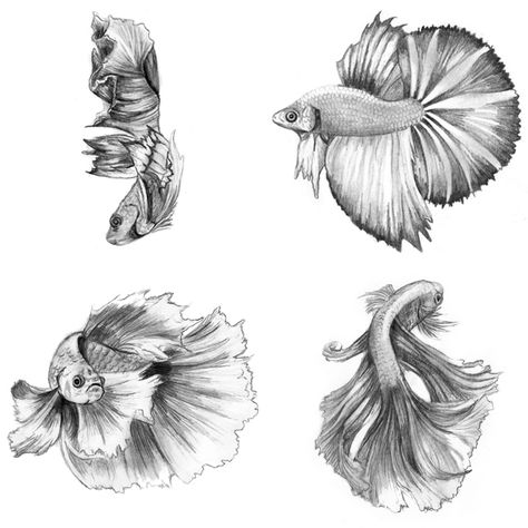 Siamese Fighting Fish, 2014, Pencil on Card Stock, 4 x 6 inches each #animals #art #betta #drawing #sketch #traditionalart Betta Fish Drawing, Beta Fish Drawing, Betta Tattoo, Betta Fish Tattoo, Fish Sketch, Kunst Tattoos, Fish Drawing, Carpe Koi, Art Tumblr