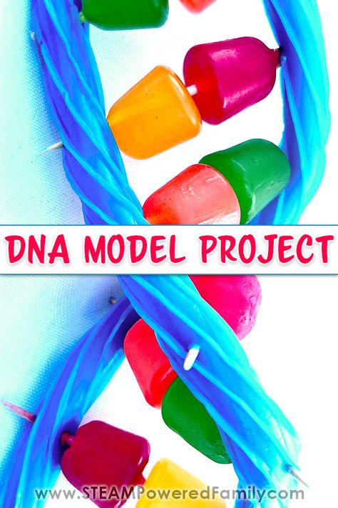 Learn all about DNA, including: What is DNA? Where to find DNA? What does DNA do? Then build a DNA model using easy to find supplies. A fantastic way to introduce young students to the building blocks of life. Follow it up with a DNA extraction experiment. Learn more at STEAMPoweredFamily.com Dna Double Helix Model Projects, Dna Models Projects, Diy Dna Model, Dna Model Project Ideas Biology, Dna Model Project Ideas, Dna Double Helix Model, What Is Dna, Dna Model Project, Dna Transcription