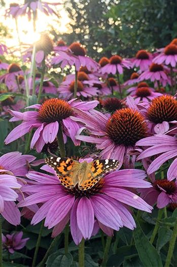 Garden Perennials, Purple Coneflower, Shasta Daisies, Perennial Grasses, Full Sun Perennials, California Garden, Sun Perennials, Shade Perennials, Perennial Herbs